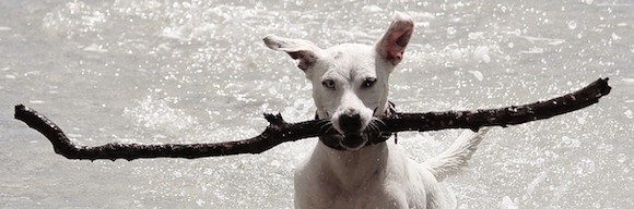 Hund mit Stöckchen im Wasser