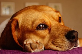 Beagle Hund