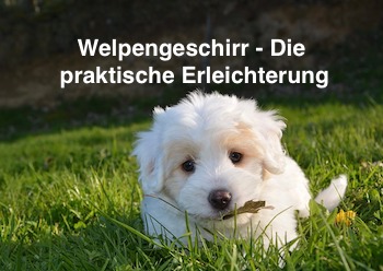 Welpengeschirr