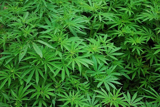 Mehrere Cannabis Pflanzen