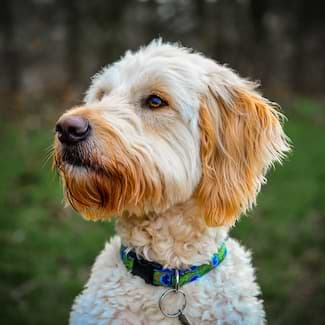 Golden Doodle