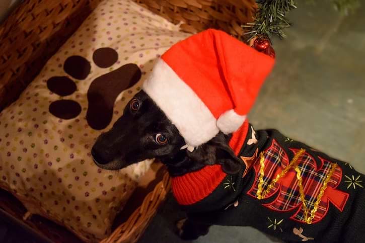 Hund mit Weihnachtsmütze