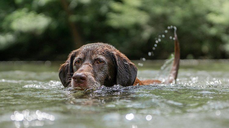 Hund kühlt ab in See